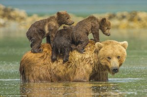 momma bear